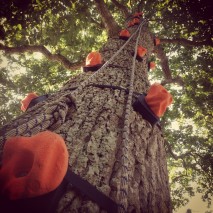tree climbing activity