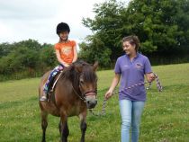 exmoor pony activity afternoon