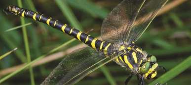 Golden-ringed-Dragonfly-800