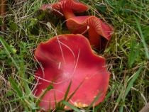 fungi and foraging 3